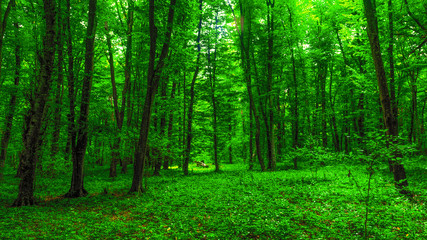 Brightly green forest