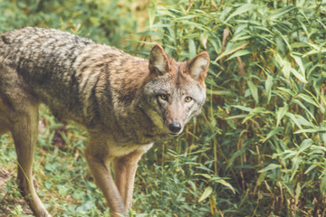 Coyote (Canis latrans) peers through thick green forest canopy in early fall, vintage garden setting