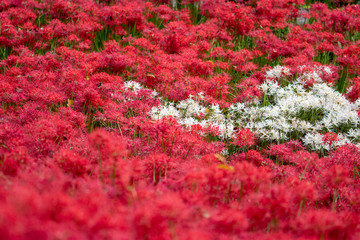 A cluster amaryllis at Gongendo Park in Satte City, Saitama Prefecture, Japan
