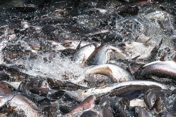 Feeding a lot of fish Struggle on the river.