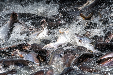 Feeding a lot of fish Struggle on the river.