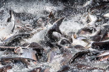 Feeding a lot of fish Struggle on the river.