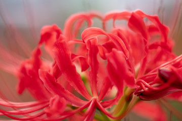 A cluster amaryllis at Gongendo Park in Satte City, Saitama Prefecture, Japan