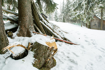 Heavy snow in pine forest, tree trunks in front of the cottage.