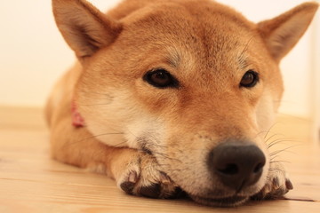 寝そうな柴犬
