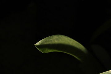 Nature & leaf Dark background