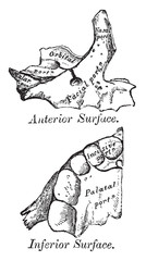 Development of Maxillae, vintage illustration. © Morphart