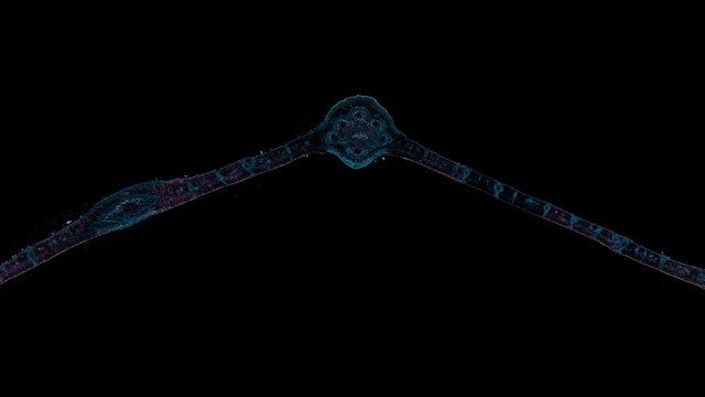 olive leaf - cross section cut under the microscope &ndash; microscopic view of plant cells for botanic education