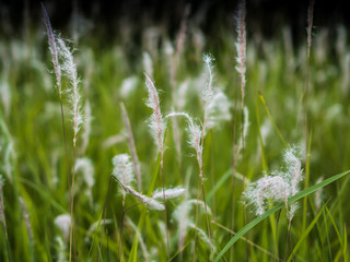 A field of tall grass.And green grass.