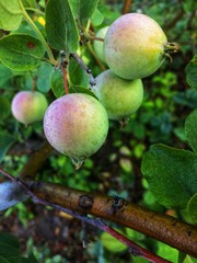 Garden apples morning dew