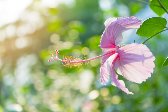 Hibiscus rosa-sinensis, known as Chinese hibiscus, China rose, Hawaiian hibiscus