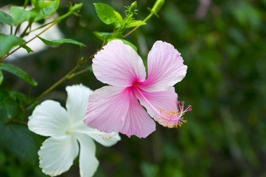 Hibiscus rosa-sinensis, known as Chinese hibiscus, China rose, Hawaiian hibiscus