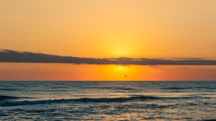 Seagulls in flight over the sea