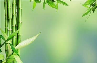 Many bamboo stalks  on background