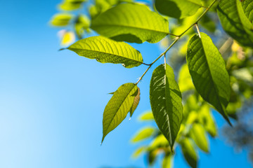 Leaves and sky Morning nature background