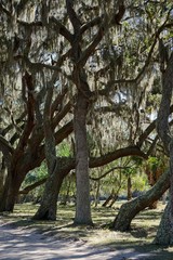 Cumberland Island, Georgia, USA: Southern live oaks (Quercus virginiana) draped with strands of Spanish moss (Tillandsia usneoides).