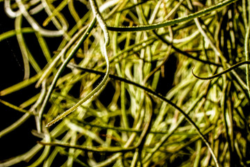 Spanish moss in black ground with studio light.soft focus.