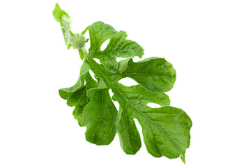 Watermelon leaf closeup