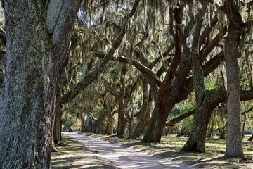 Fototapeta premium Cumberland Island, Georgia, USA: Southern live oaks (Quercus virginiana) draped with strands of Spanish moss (Tillandsia usneoides).