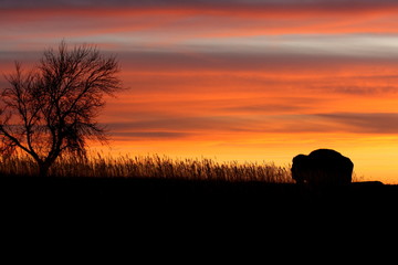 Silhouette of bison and tree at sunset - North Dakota © jerzy