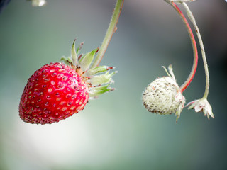 Fresh red strawberries. Wild small strawberry of the woods.