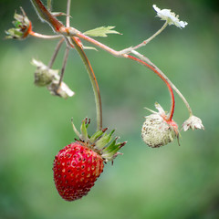 Fresh red strawberries. Wild small strawberry of the woods.