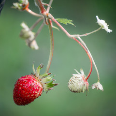 Fresh red strawberries. Wild small strawberry of the woods.