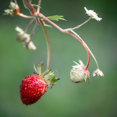 Fresh red strawberries. Wild small strawberry of the woods.