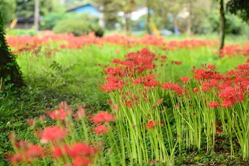 七ツ森古墳の彼岸花