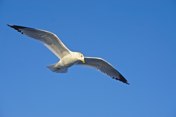 Ring-billed gull (Larus delawarensis) 
