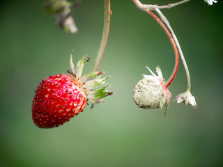 Fresh red strawberries. Wild small strawberry of the woods.