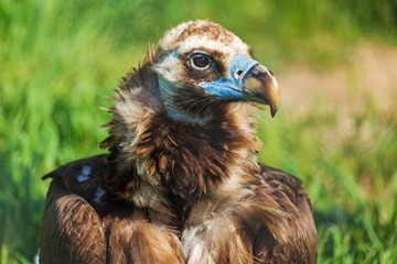 Griffon Vulture