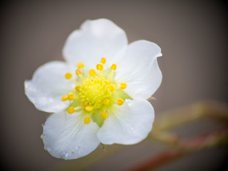 Stryberry flowers are fresh with drops on the tree.