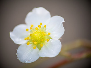 Stryberry flowers are fresh with drops on the tree.