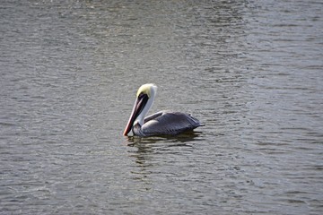 Fernandina Beach, Florida, USA: A brown pelican (Pelecanus occidentalis) resting in the harbor.