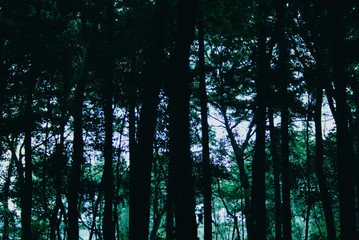 Forest