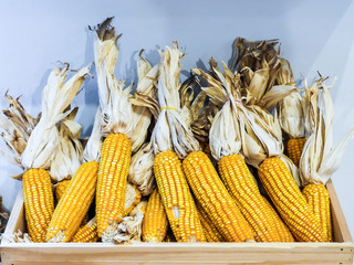 A bunch of dried corn together in a wooden crate.