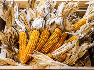 A bunch of dried corn together in a wooden crate.