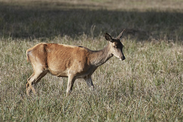 Naklejka na ściany i meble Red deer (Cervus elaphus)