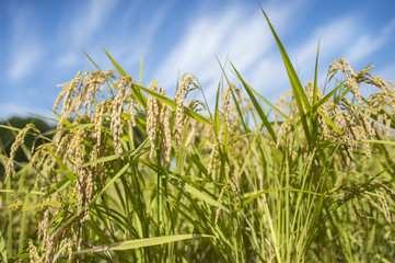 秋晴れ　稲穂　