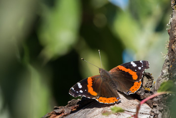 Fototapeta na wymiar Red Admirable butterfly (Vanessa atalanta) resting on a branch with wings spread