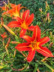 Obraz premium orange lilies in the garden