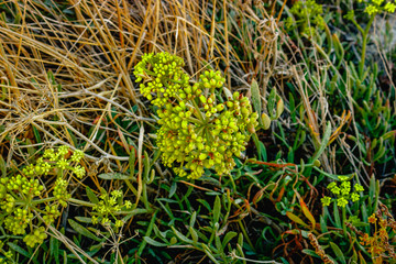 Beach flowers