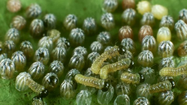 Hatching eggs of the Gulf fritillary, (Agraulis vanillae). A heliconid butterfly whose larvae feed on passion vines (Passiflora). Time-lapse.