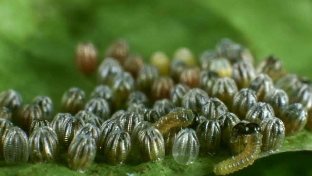 Hatching eggs of the Gulf fritillary, (Agraulis vanillae). A heliconid butterfly whose larvae feed on passion vines (Passiflora). Time-lapse.