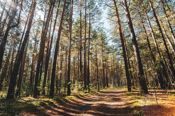 Straight trunks of tall pines in sunny day. Road among giant coniferous trees on background of sunlight. Skylight in glade. Atmospheric conifer forest. Shadows in pinery. Amazing landscape with glare.