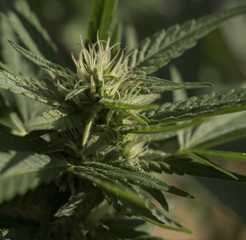 marijuana plant buds