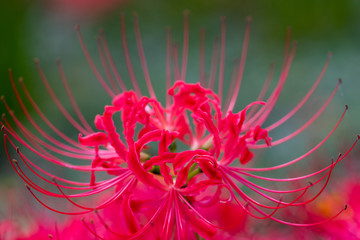 A cluster amaryllis at Gongendo Park in Satte City, Saitama Prefecture, Japan