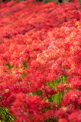 A cluster amaryllis at Gongendo Park in Satte City, Saitama Prefecture, Japan