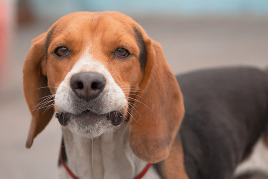 Tierno cahorro Beagle